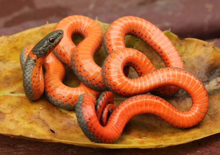 10 Pacific Ringneck Snake